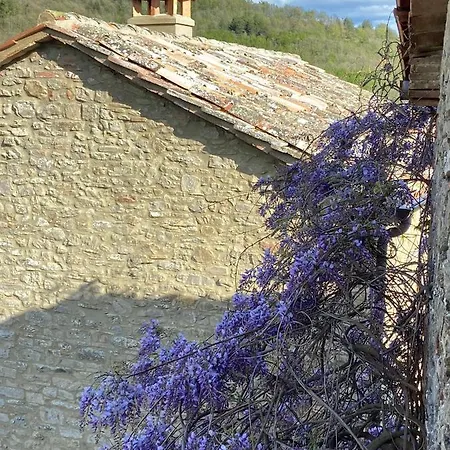 Ca' Di Nieri - The Saints' *